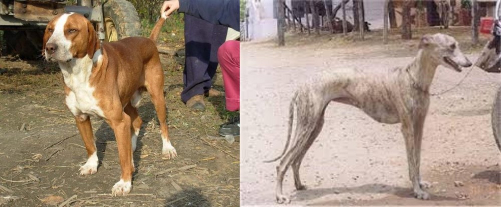 Rampur Greyhound vs Posavac Hound - Breed Comparison