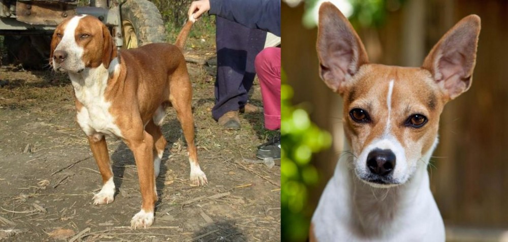Rat Terrier vs Posavac Hound - Breed Comparison