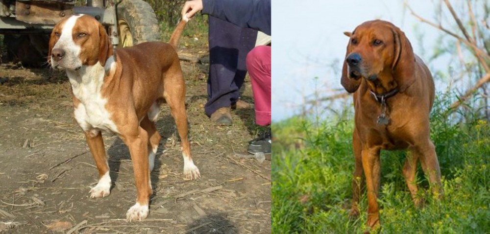 Redbone Coonhound vs Posavac Hound - Breed Comparison