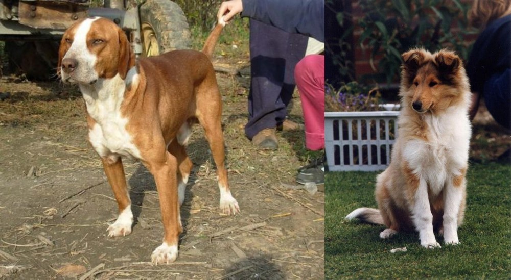 Rough Collie vs Posavac Hound - Breed Comparison