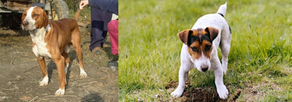 Russell Terrier vs Posavac Hound - Breed Comparison