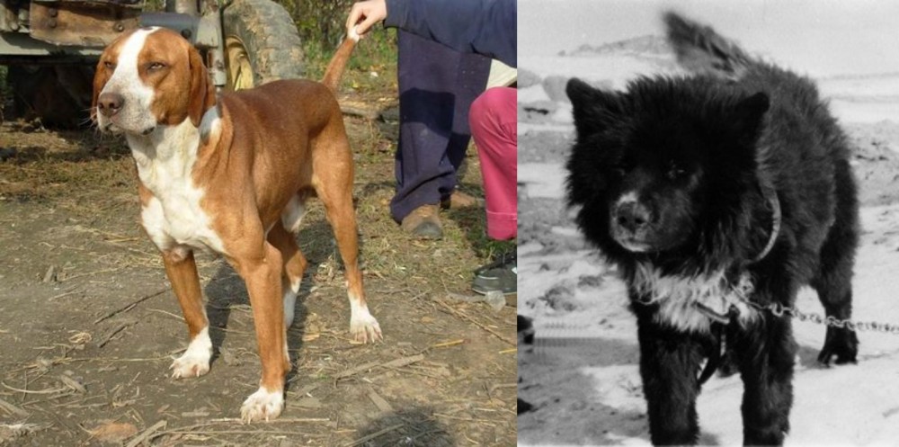 Sakhalin Husky vs Posavac Hound - Breed Comparison