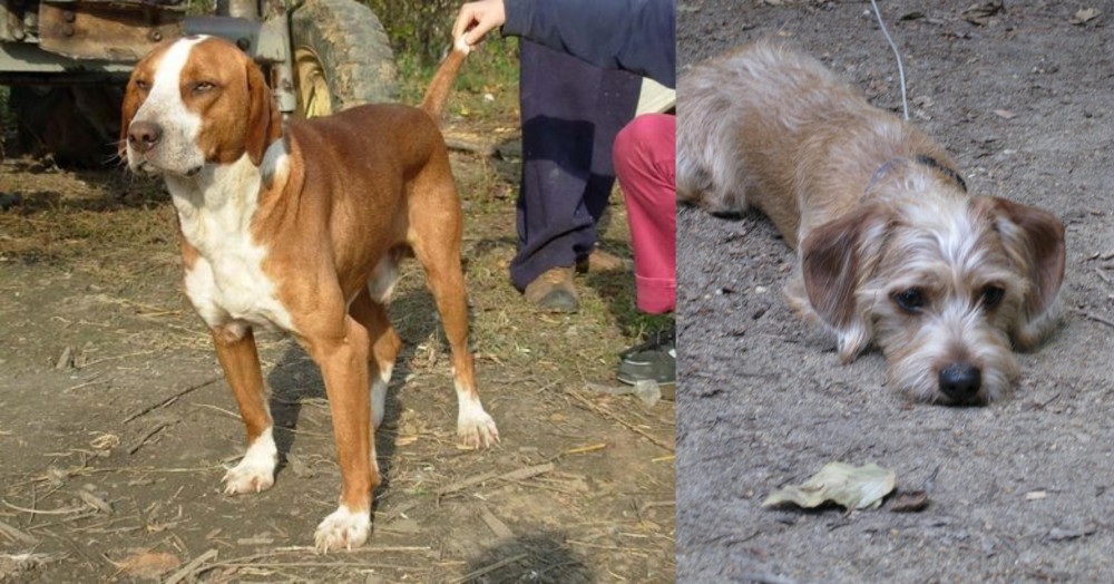 Schweenie vs Posavac Hound - Breed Comparison