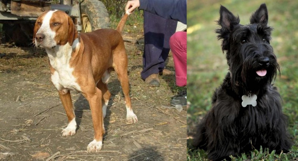 Scoland Terrier vs Posavac Hound - Breed Comparison