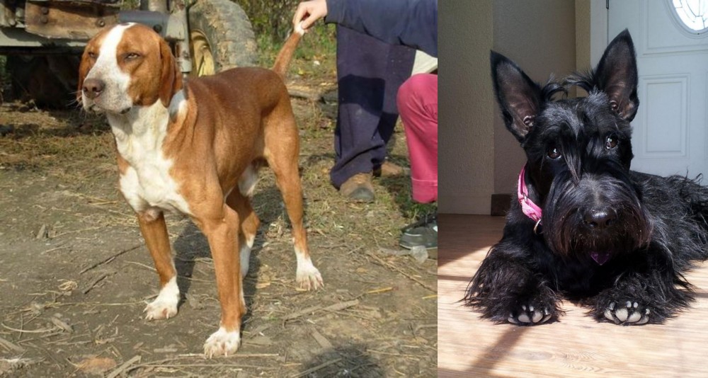 Scottish Terrier vs Posavac Hound - Breed Comparison