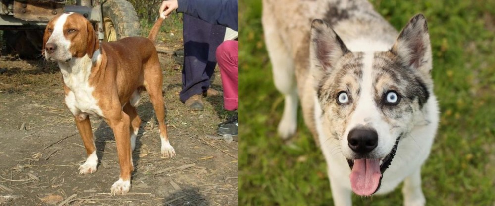 Shepherd Husky vs Posavac Hound - Breed Comparison