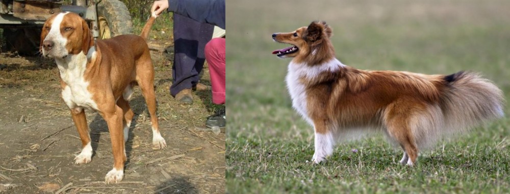 Shetland Sheepdog vs Posavac Hound - Breed Comparison