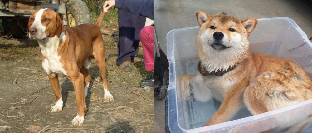Shiba Inu vs Posavac Hound - Breed Comparison
