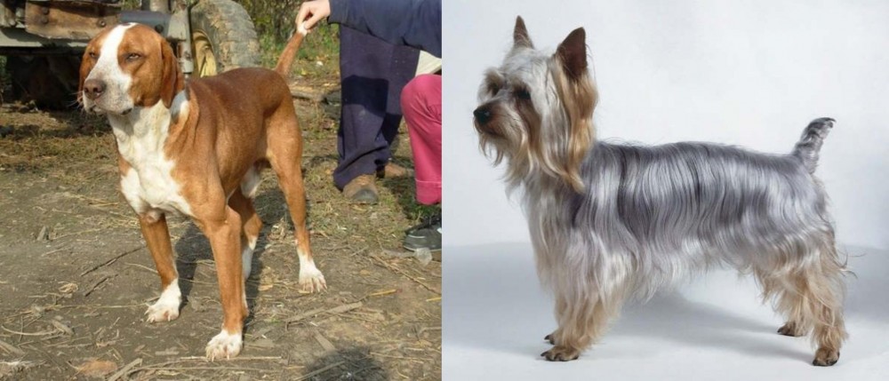 Silky Terrier vs Posavac Hound - Breed Comparison