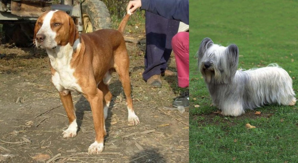 Skye Terrier vs Posavac Hound - Breed Comparison