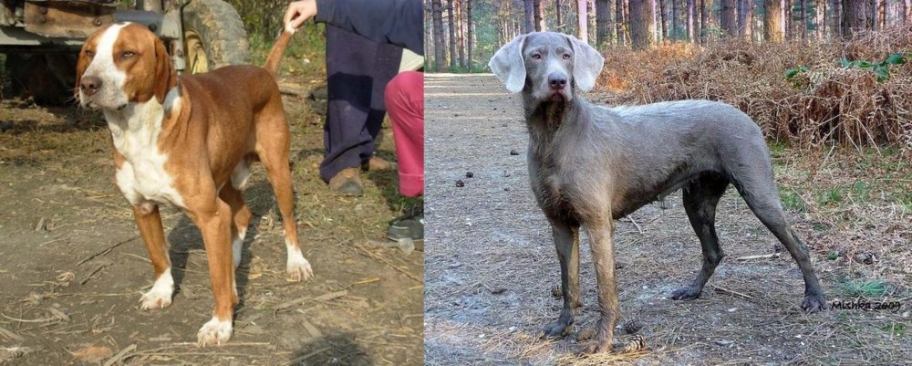 Slovensky Hrubosrsty Stavac vs Posavac Hound - Breed Comparison