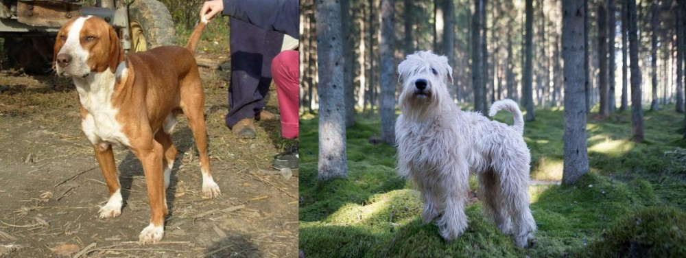Soft-Coated Wheaten Terrier vs Posavac Hound - Breed Comparison
