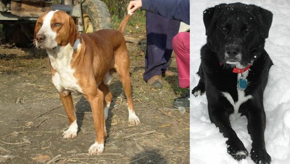 St. John's Water Dog vs Posavac Hound - Breed Comparison