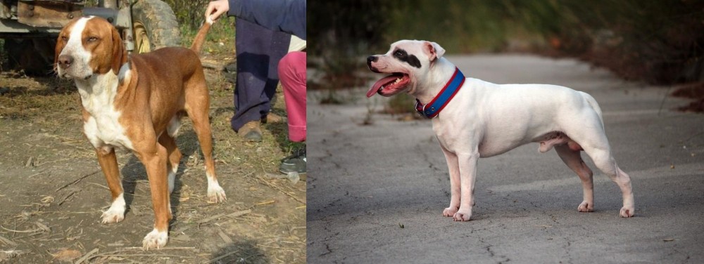 Staffordshire Bull Terrier vs Posavac Hound - Breed Comparison