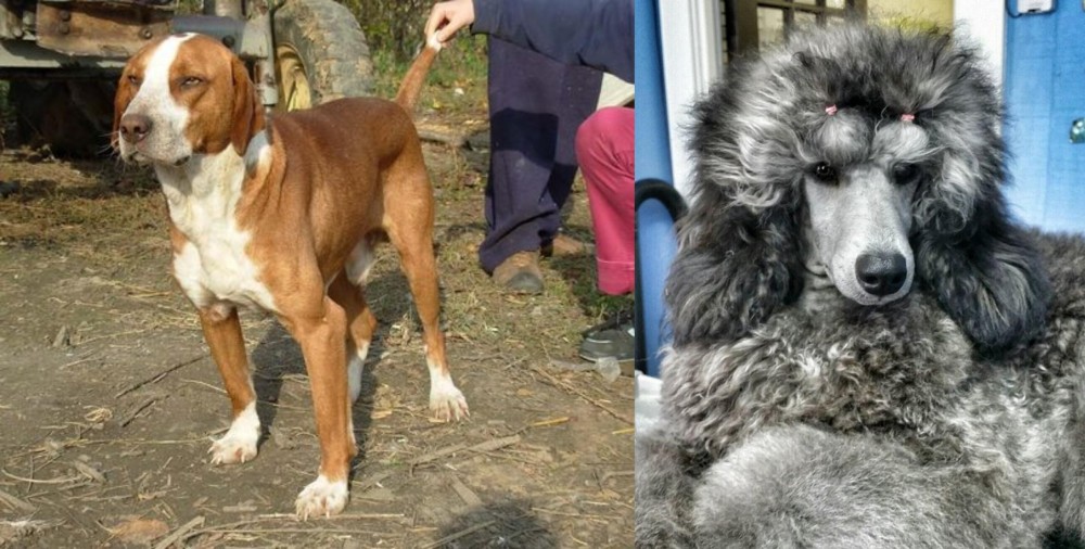 Standard Poodle vs Posavac Hound - Breed Comparison