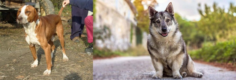 Swedish Vallhund vs Posavac Hound - Breed Comparison