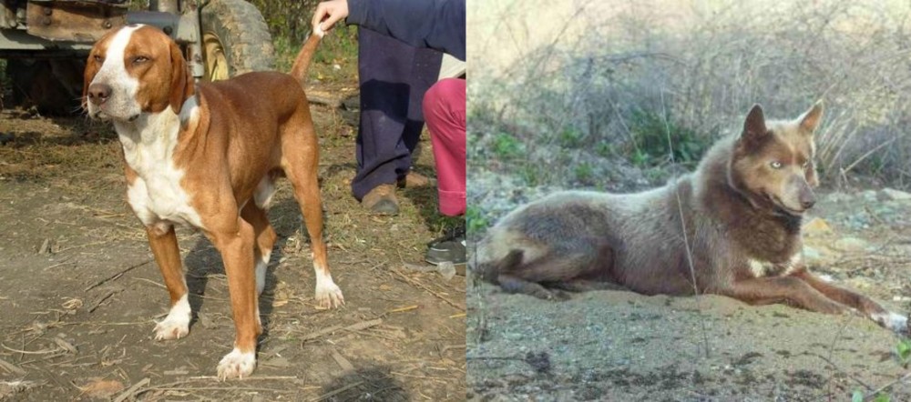 Tahltan Bear Dog vs Posavac Hound - Breed Comparison
