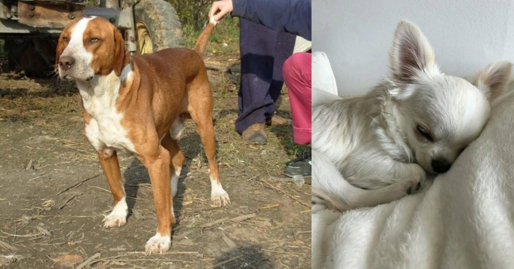 Tea Cup Chihuahua vs Posavac Hound - Breed Comparison