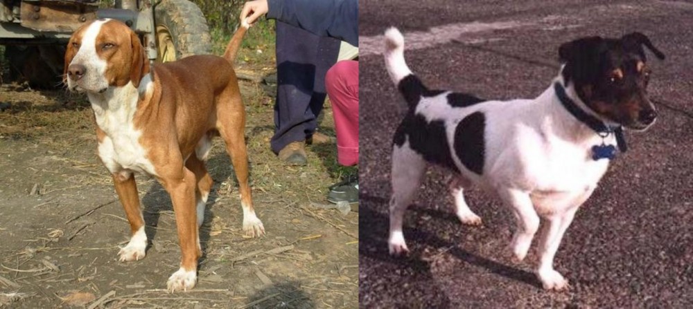 Teddy Roosevelt Terrier vs Posavac Hound - Breed Comparison