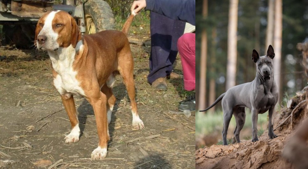 Thai Ridgeback vs Posavac Hound - Breed Comparison