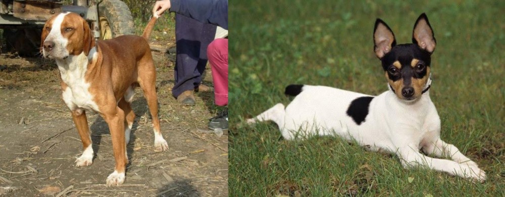 Toy Fox Terrier vs Posavac Hound - Breed Comparison