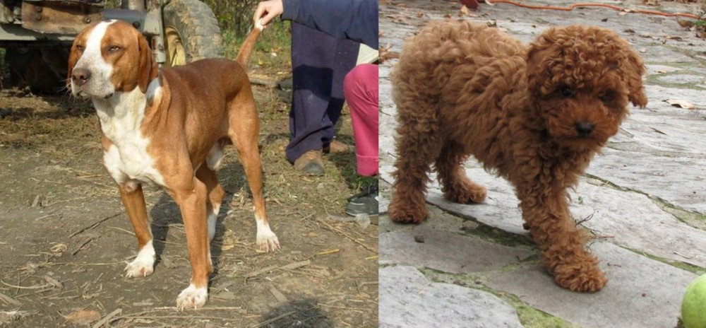 Toy Poodle vs Posavac Hound - Breed Comparison