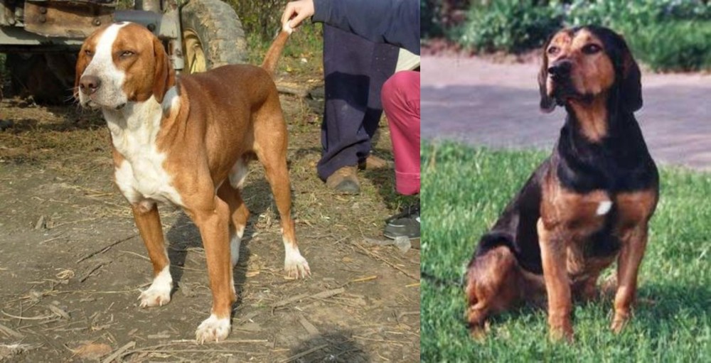 Tyrolean Hound vs Posavac Hound - Breed Comparison