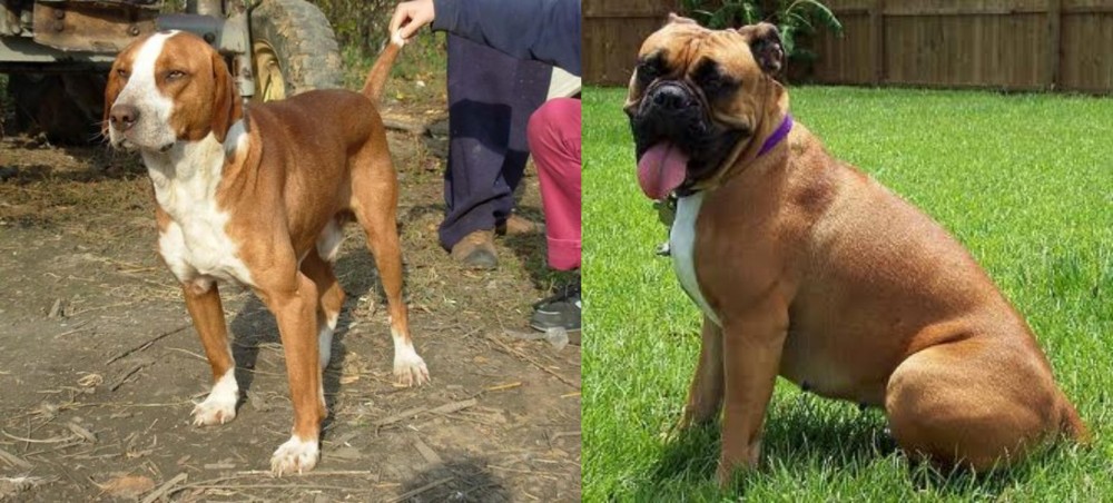 Valley Bulldog vs Posavac Hound - Breed Comparison