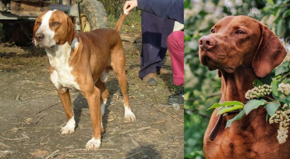 Vizsla vs Posavac Hound - Breed Comparison