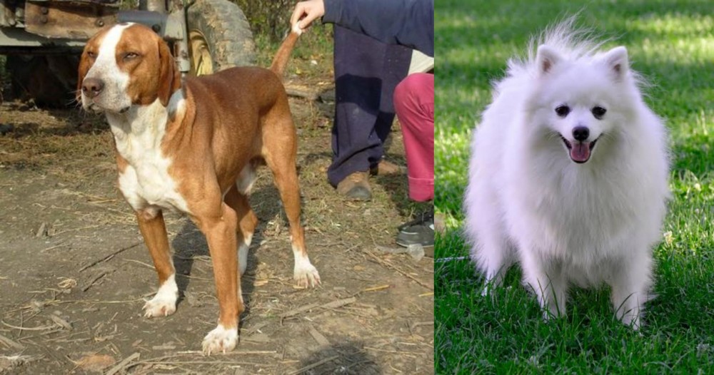 Volpino Italiano vs Posavac Hound - Breed Comparison