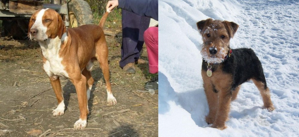 Welsh Terrier vs Posavac Hound - Breed Comparison