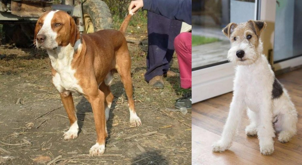 Wire Fox Terrier vs Posavac Hound - Breed Comparison