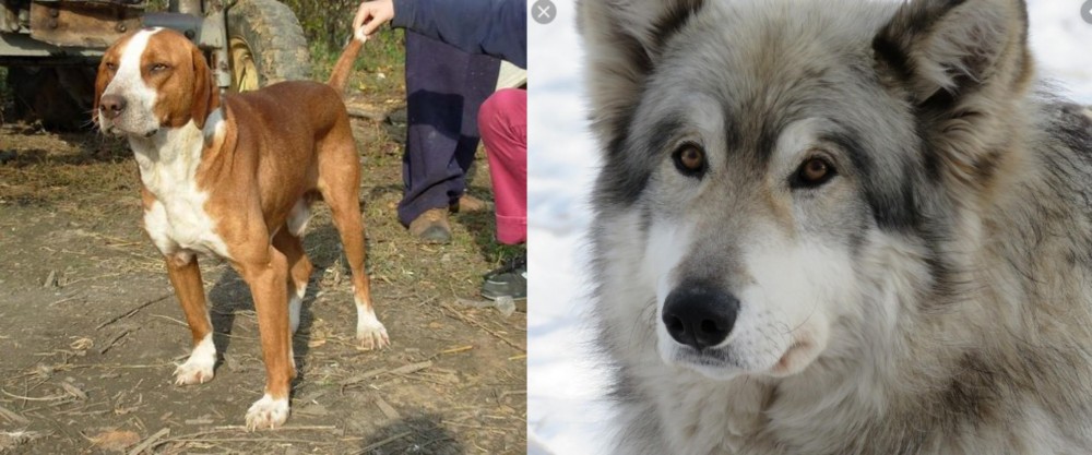 Wolfdog vs Posavac Hound - Breed Comparison