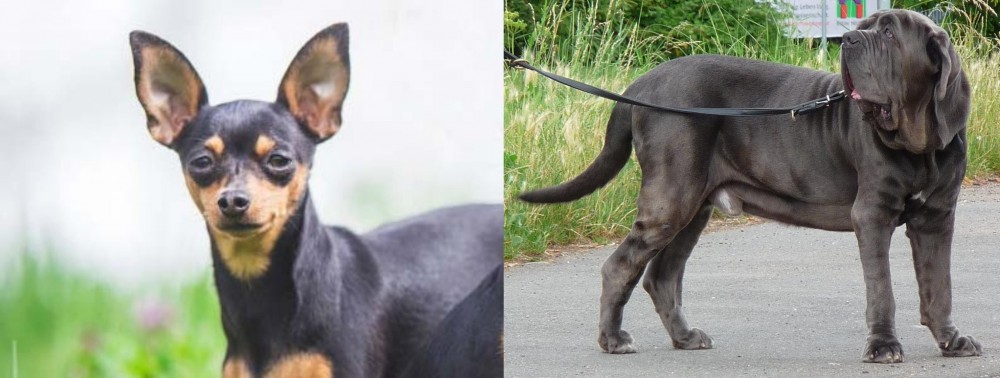 Neapolitan Mastiff vs Prazsky Krysarik - Breed Comparison