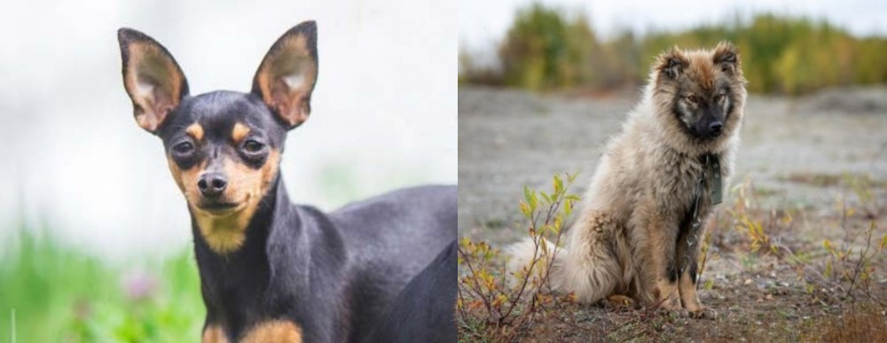 Nenets Herding Laika vs Prazsky Krysarik - Breed Comparison