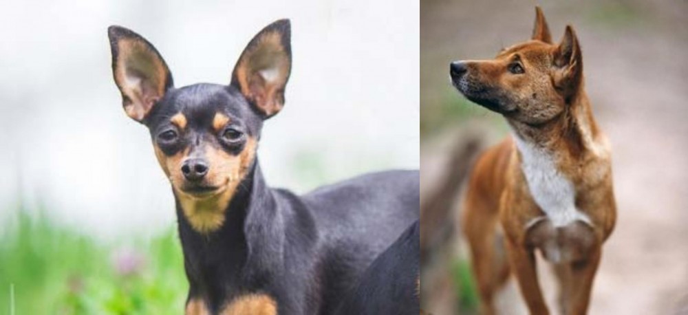 New Guinea Singing Dog vs Prazsky Krysarik - Breed Comparison