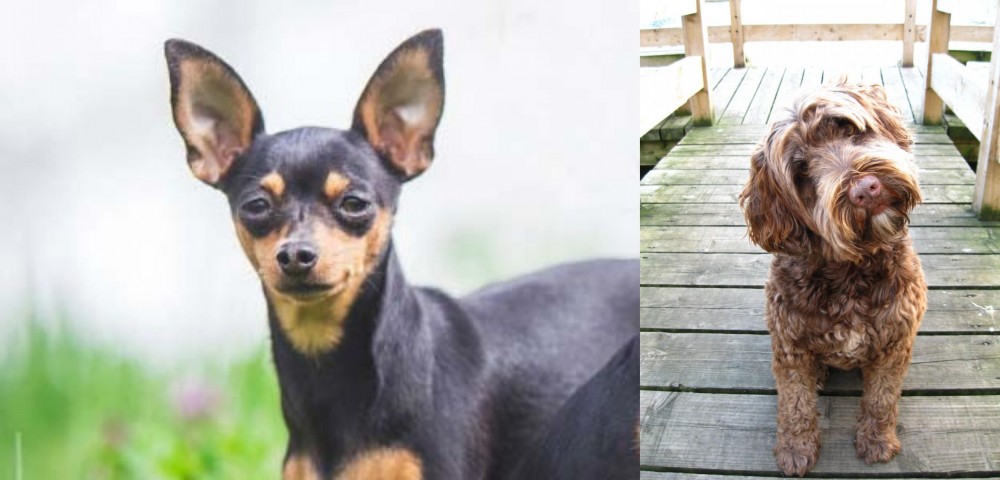Portuguese Water Dog vs Prazsky Krysarik - Breed Comparison