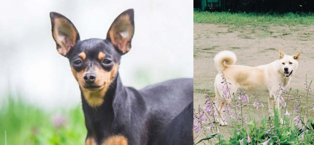 Pungsan Dog vs Prazsky Krysarik - Breed Comparison
