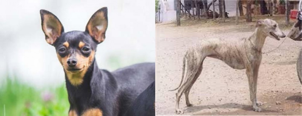 Rampur Greyhound vs Prazsky Krysarik - Breed Comparison