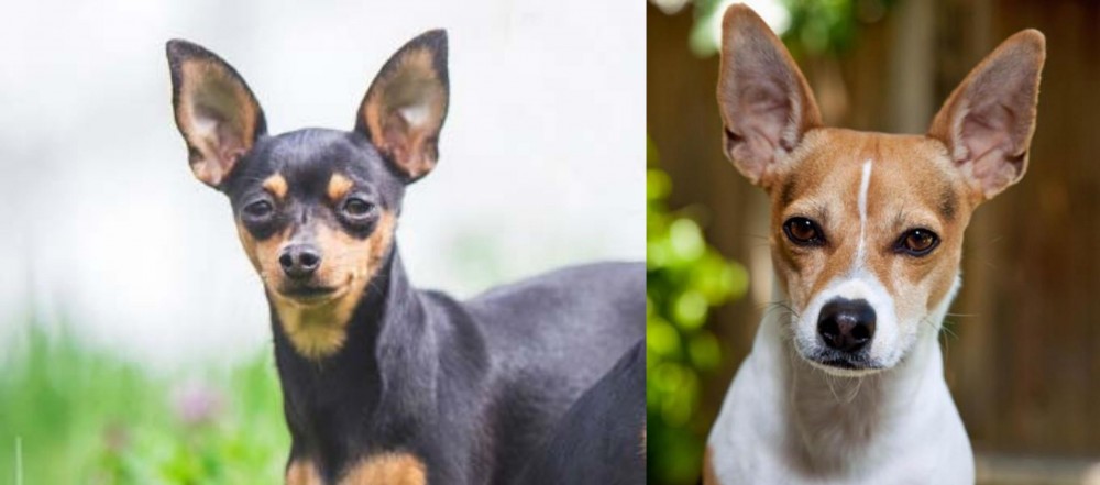 Rat Terrier vs Prazsky Krysarik - Breed Comparison