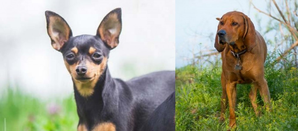 Redbone Coonhound vs Prazsky Krysarik - Breed Comparison