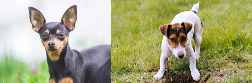 Russell Terrier vs Prazsky Krysarik - Breed Comparison