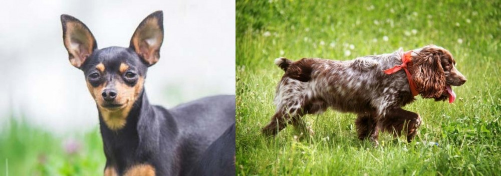 Russian Spaniel vs Prazsky Krysarik - Breed Comparison