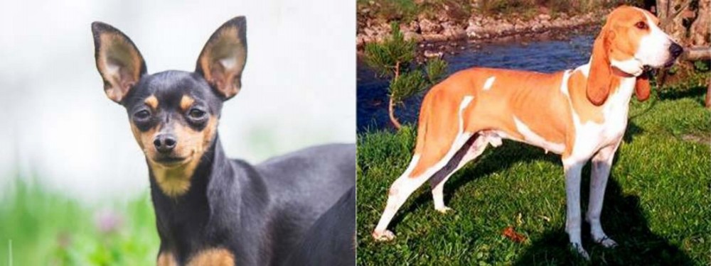 Schweizer Laufhund vs Prazsky Krysarik - Breed Comparison