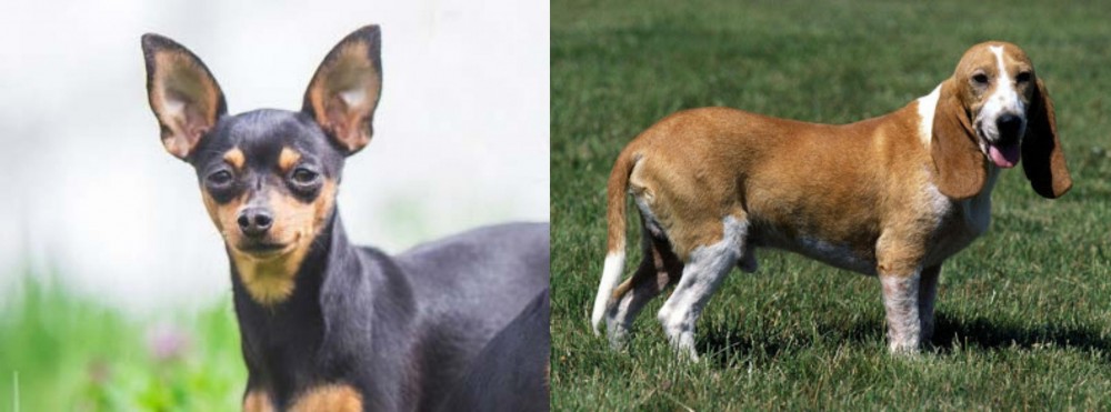 Schweizer Niederlaufhund vs Prazsky Krysarik - Breed Comparison