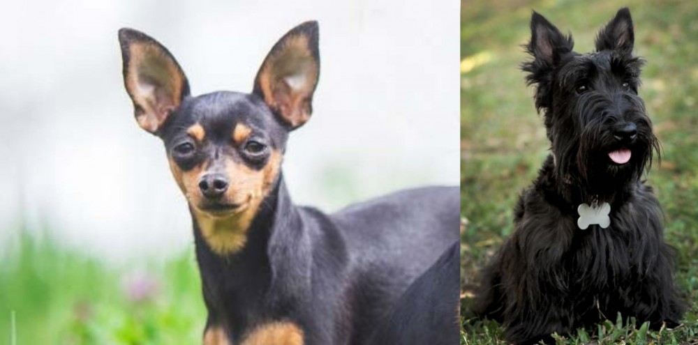 Scoland Terrier vs Prazsky Krysarik - Breed Comparison