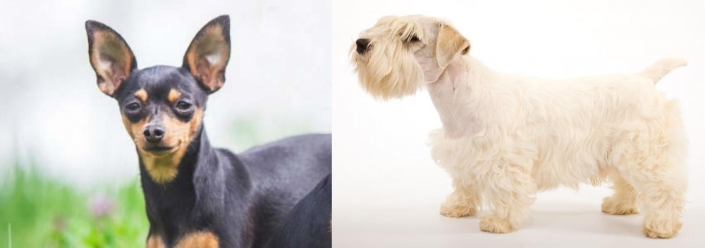 Sealyham Terrier vs Prazsky Krysarik - Breed Comparison