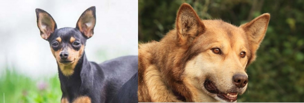 Seppala Siberian Sleddog vs Prazsky Krysarik - Breed Comparison