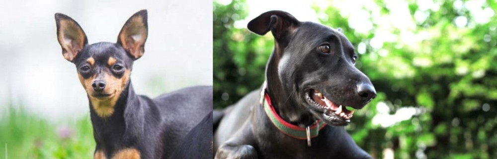 Shepard Labrador vs Prazsky Krysarik - Breed Comparison