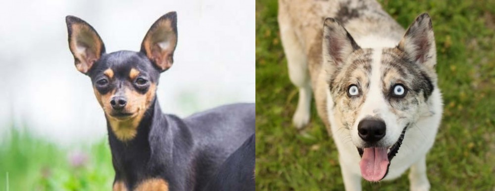 Shepherd Husky vs Prazsky Krysarik - Breed Comparison